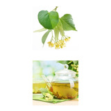 Tilia - Árvore - Chá - Bonsai - 20 Sementes + Frete Grátis