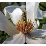 Árvore Flor Perfumada Magnolia Borealis Sementes P/ Mudas