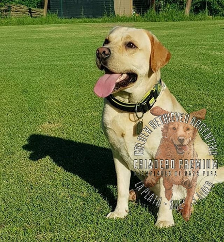 Labrador Beige Y Dorados Criadero Premium En La Plata