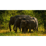 Vinilo Decorativo 60x90cm Elefante Elephant Wild M8