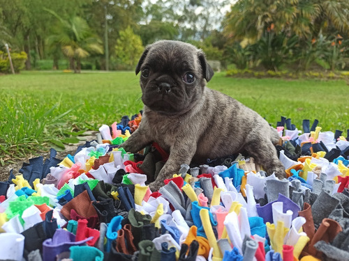 Perros Cachorros Pug Mini Brindle Exotico Puppy Medellin