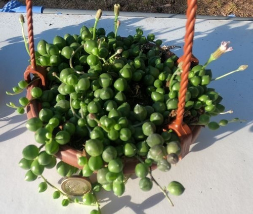 Senecio Rowleyanus Rosario