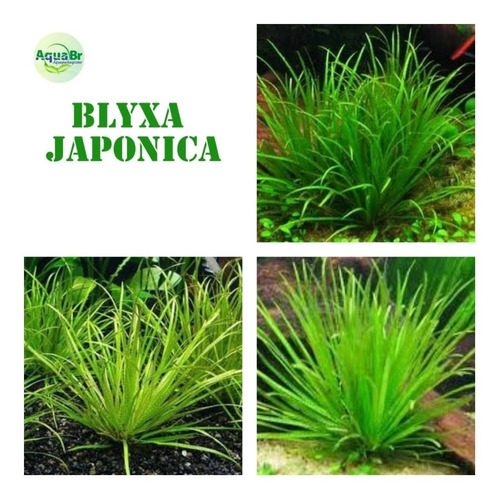 Planta Natural Aquario Blyxa Japônica Plantado