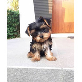  Yorkshire Terrier Bellos Ejemplares 