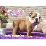 Bulldog Ingles Con Pedigree Leer Por Favor Descripción