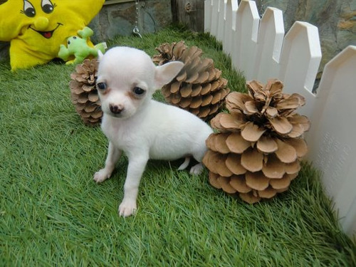 Cachorro Chihuahua Blanco Cabeza De Manzana 019