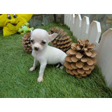 Cachorro Chihuahua Blanco Cabeza De Manzana 019