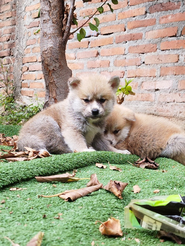 Akita Inu 