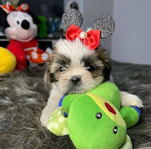 Lindíssima Filhote De Shihtzu Micro