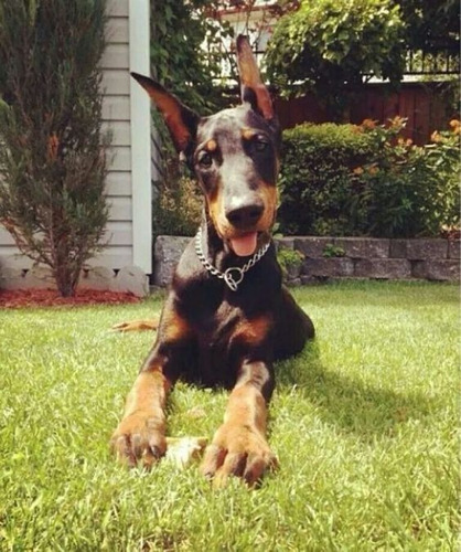 Cachorro Doberman Perrito Doverman Puppy Dobermen Cachorrito