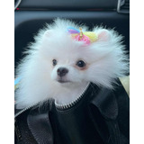 Lulu Da Pomerânia Spitz Alemão Fêmea Branco Creme Filhote