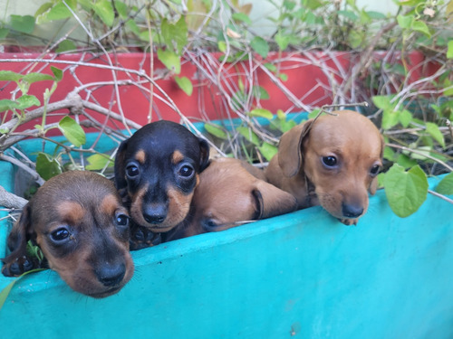 Dachshund Salchicha Pelo Corto Macho Fca  Vacunados Bellos!!