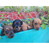 Dachshund Salchicha Pelo Corto Macho Fca  Vacunados Bellos!!