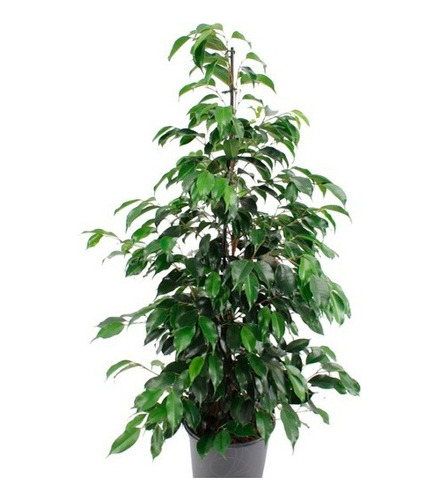 Planta Interior Ficus Benjamina