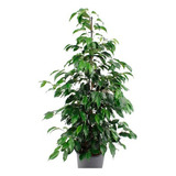 Planta Interior Ficus Benjamina