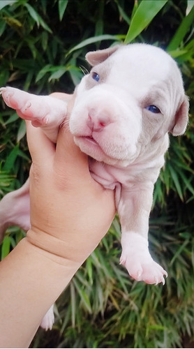 Pitbull Blue Y Silver Fawn Ef320mil La Mejor Reputación!