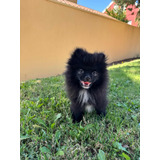 Cachorros Pomerania Caritas De Oso