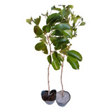 Planta Ficus Benjamina Arbolito Ideal Bonsai