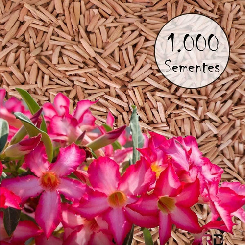 Kit 1000 Sementes De Flor Simples Para Produção De Enxerto