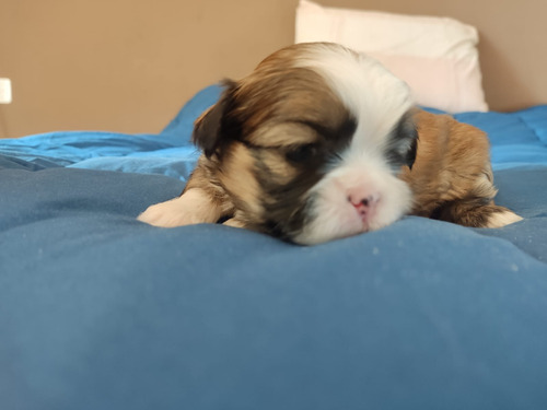 Cachorros Shit Zu Shitzu Shih Tzu Mini Hembrita