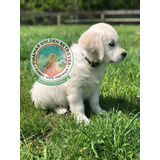 Cachorros Golden Retriever - Genetica Y Pureza Incomparables