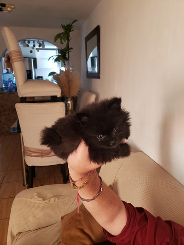 Hermosa Cachorra Pomeranian Negra Cara De Oso