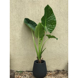 Combo Alocasia Oreja De Elefante Grande + Maceta Rotomod 40