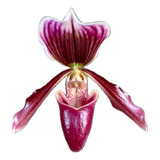 Orquídea Exótica Paphiopedilum (sapatinho) Roxo (sem Flor)