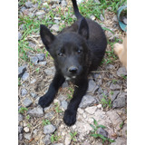 Cachorros Pastor Belga Malinois Leonados Y Negros