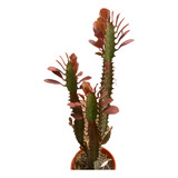 Cactus Euforbia Roja