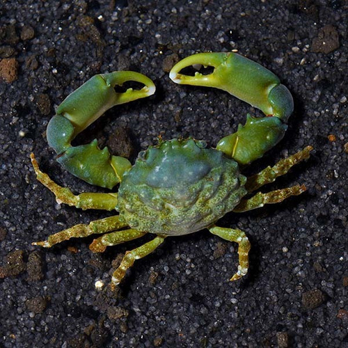 Cangrejo Esmeralda Acuario Marino Peces Depredador De Alga