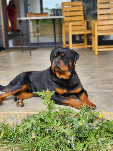 Rottweiler Cachorros ,padres Inscritos. Solo Nacieron Hembra