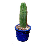 Maceta Cactus Echinopsis Pachanois