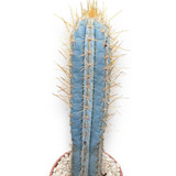 Muda Cacto Azul Matriz Grande Top Pilosocereus Pachyclaus   