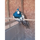 Pavo Real Arlequin Reproductor 