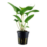 Plantas Para Aquario Kits Abaixo