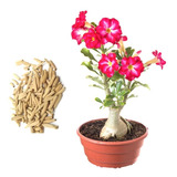 10 Sementes Rosas Do Deserto Adenium Raras Diversas Flor Mix