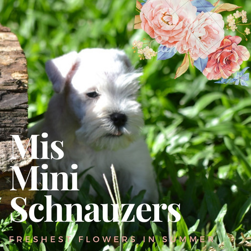 Cachorro Schnauzer Mini Sal Y Pimienta Exclu Misminischnisch