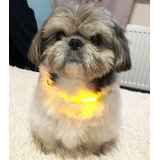 Collar Perro Con Luz ,  Luminoso Ideal Para El Regalon /masj
