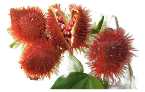 Planta De Achiote 