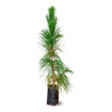Muda De Pinus Elliottii - Pinheiro Americano 