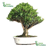 Bonsai De Cereja Anã Mini Árvore Cerejeira 9 Anos Grande 