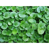 Dichondra 100 G - Oreja De Raton Sombra - Semillas De Cesped