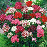 Semillas De Clavel Dianthus Barbatus Mix De Colores