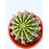 Cactus Echinopsis