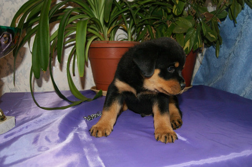 Adorable Rottweiler Unicos Kennel Saintdaniel 2