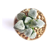 Muda Suculenta Haworthia Pygmaea Super White Echeveria