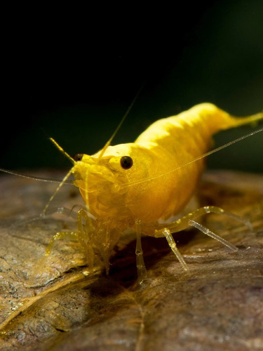 5x Camarón De Acuario Neocaridinas Yellow Neon