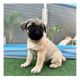 Pug Carlino Macho Pedegree Fca Vacunado Reserva