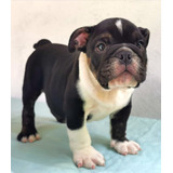 Perros Cachorros Bulldog Ingles En Venta Cartagena 